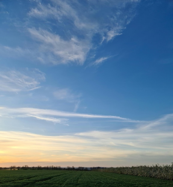 Un campo con un cielo azzurro e qualche nuvola