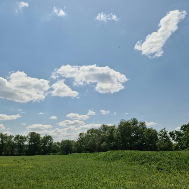 Un campo con un cielo blu e nuvole