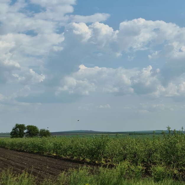 Un campo con un cielo blu e nuvole