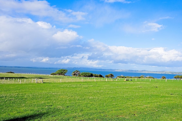 Un campo con un cielo blu e un campo verde con pochi alberi e un oceano blu sullo sfondo.
