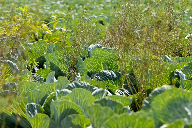 Un campo con un raccolto di cavolo nella stagione estiva che coltiva un nuovo primo piano del raccolto di cavolo