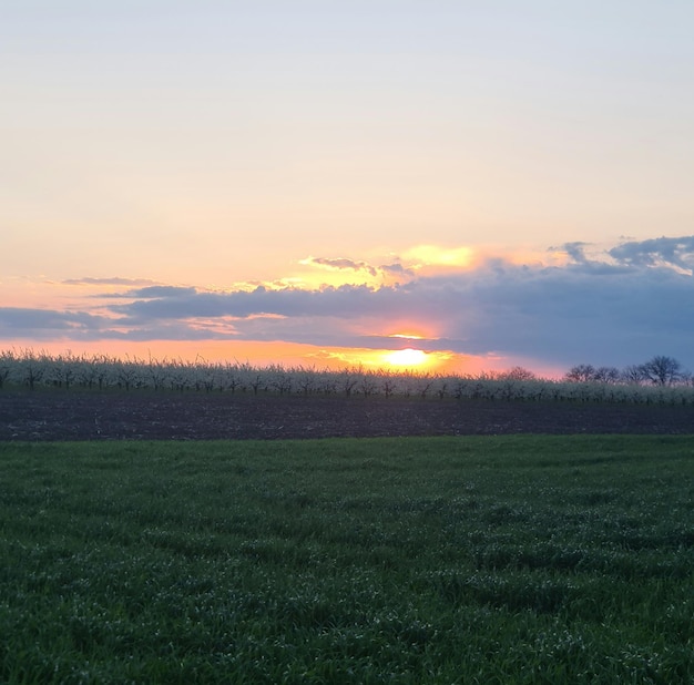 Un campo con un tramonto e un campo con alberi sullo sfondo.