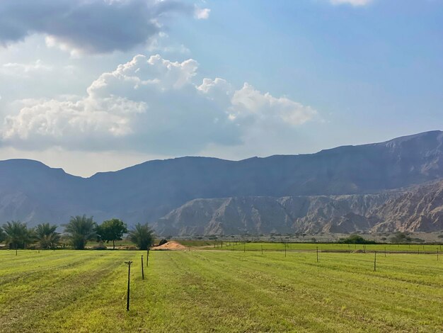 Un campo con una montagna sullo sfondo