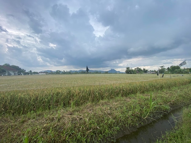 Un campo con una montagna sullo sfondo