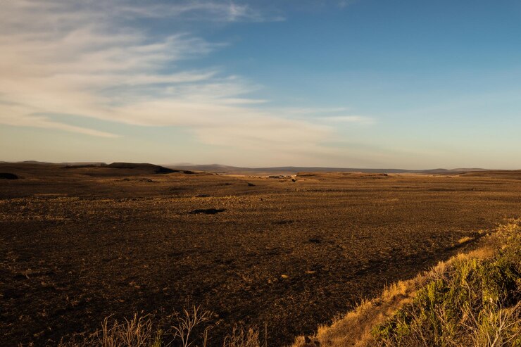 un campo con una mucca in primo piano e un cielo blu con poche nuvole
