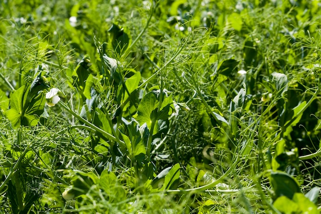 Un campo contadino dove crescono i piselli, i piselli sbocciano con fiori bianchi nella stagione estiva