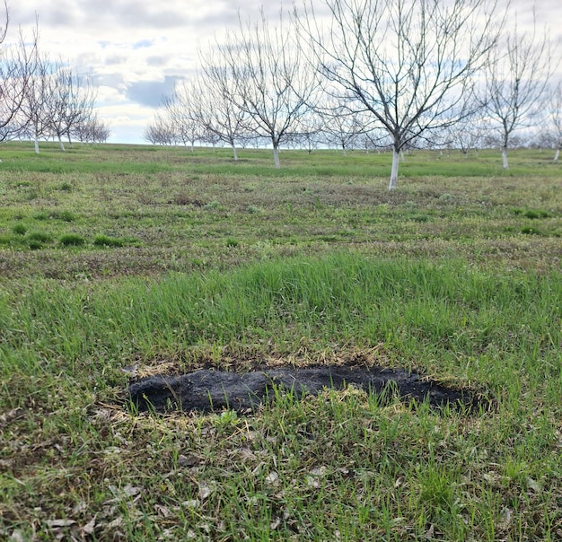 Un campo d'erba con alberi sullo sfondo e un buco in esso.