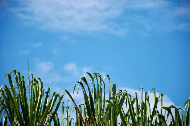 Un campo d'erba con il cielo sullo sfondo