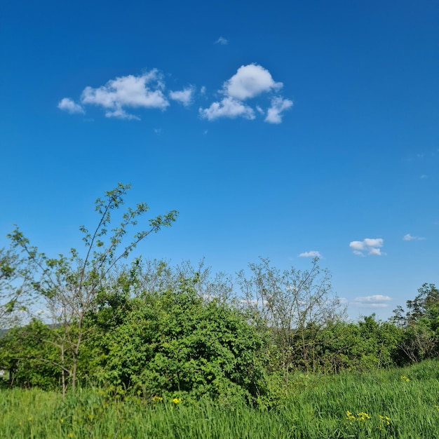 Un campo d'erba con un cielo azzurro e qualche nuvola