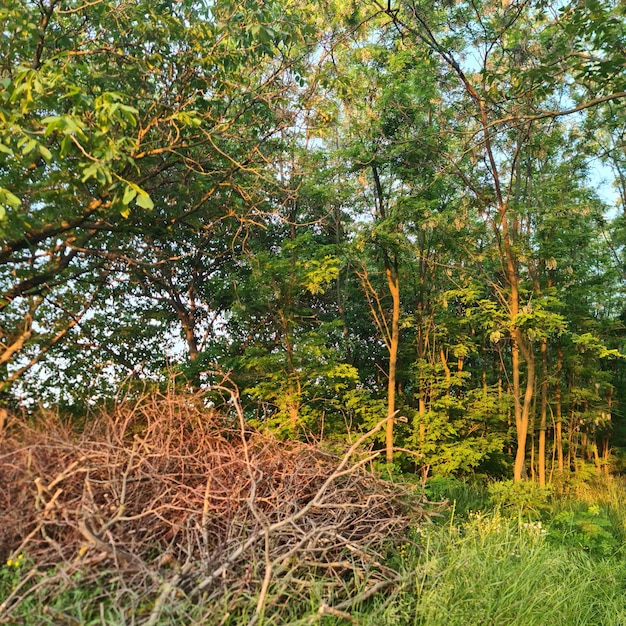 Un campo di alberi con un cespuglio e un albero in primo piano