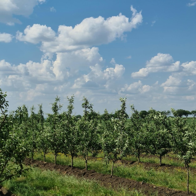 Un campo di alberi da frutto