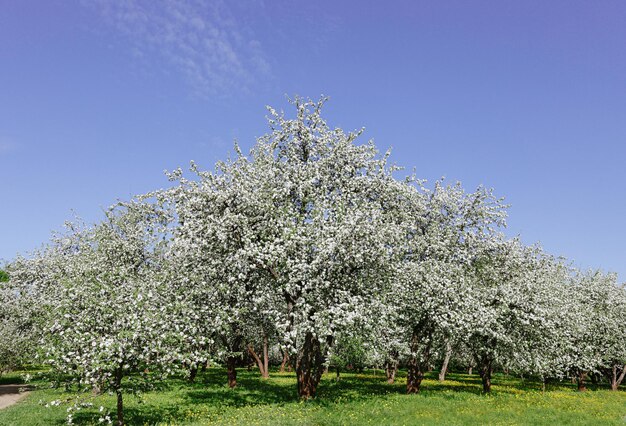 Un campo di alberi di mele con la parola mela sul fondo