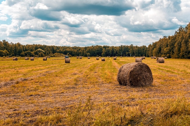 Un campo di balle di fieno con un cielo nuvoloso sullo sfondo.