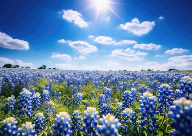 Un campo di bluebonnets sotto un cielo azzurro brillante