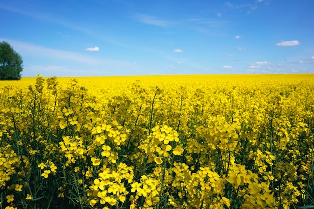 Un campo di canola è mostrato contro un cielo blu.