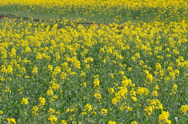 Un campo di colza in Bretagna