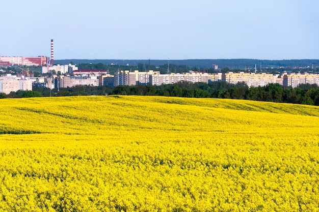 Un campo di colza in fiore e una città sullo sfondo Un campo agricolo vicino alla città in un luogo non ecologicamente pulito La stagione del raccolto nelle piantagioni