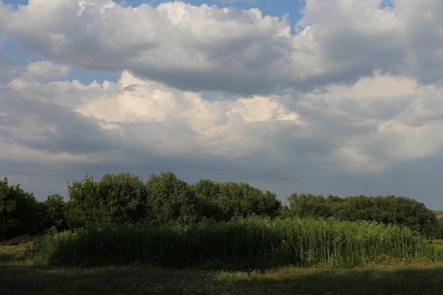 Un campo di erba alta e alberi