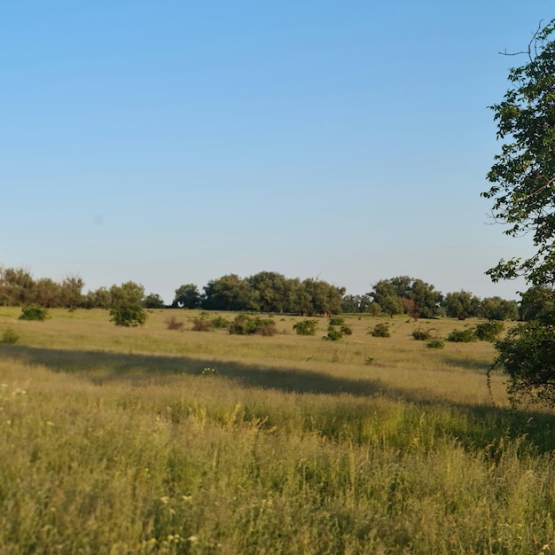 Un campo di erba con alberi sullo sfondo