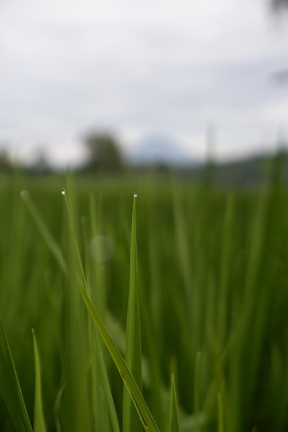 Un campo di erba con gocce d'acqua su di esso