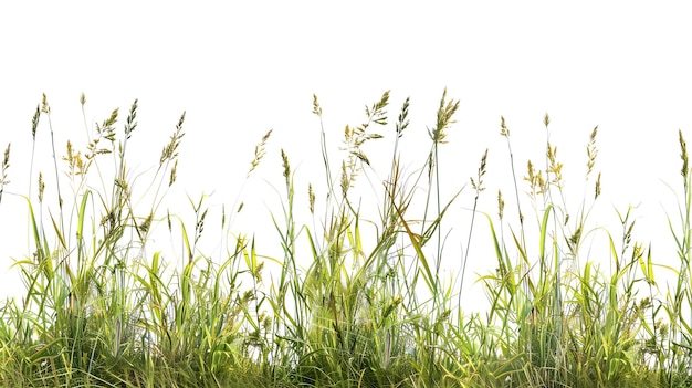 un campo di erba con la parola citazione su di esso