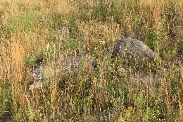 Un campo di erba con rocce