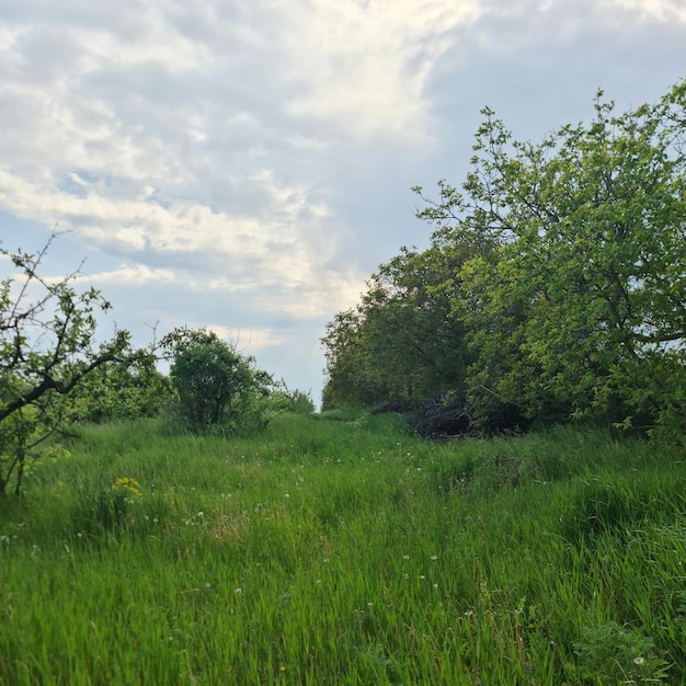 Un campo di erba e alberi con un cielo nuvoloso sullo sfondo.