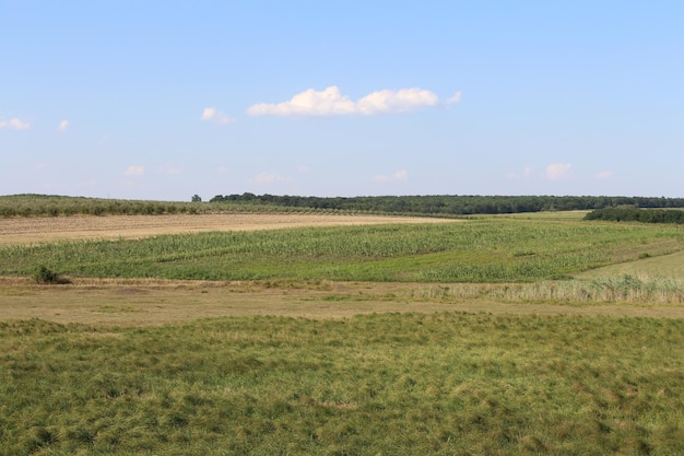 Un campo di erba e alberi