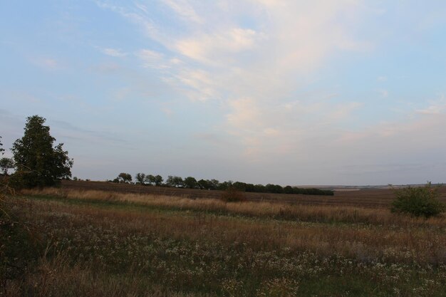 Un campo di erba e alberi