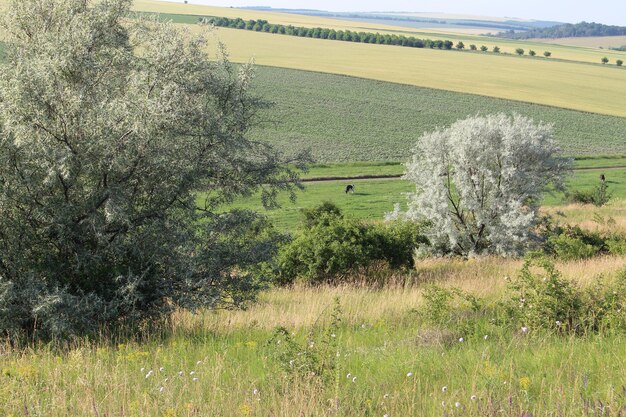 Un campo di erba e alberi