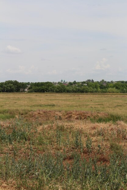 Un campo di erba e alberi