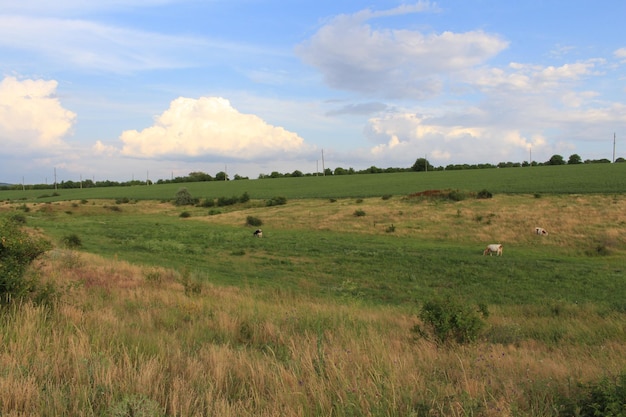 Un campo di erba e alberi