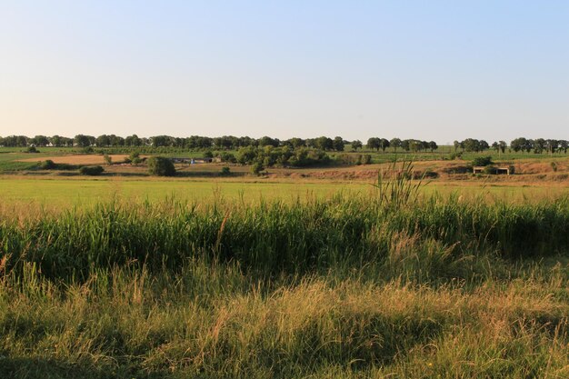 Un campo di erba e alberi