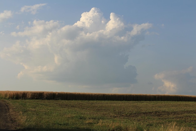Un campo di erba e nuvole