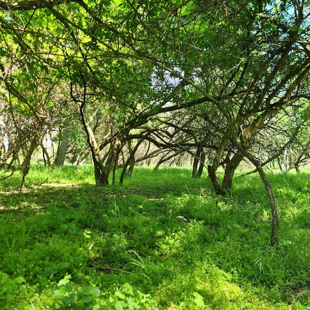 Un campo di erba verde con alberi ed erba e un cielo blu.