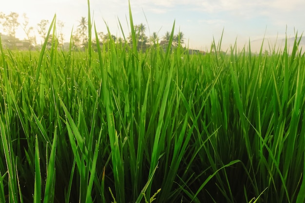 Un campo di erba verde con il sole che splende su di esso.