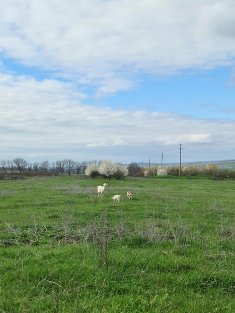 Un campo di erba verde con pecore e un cielo blu