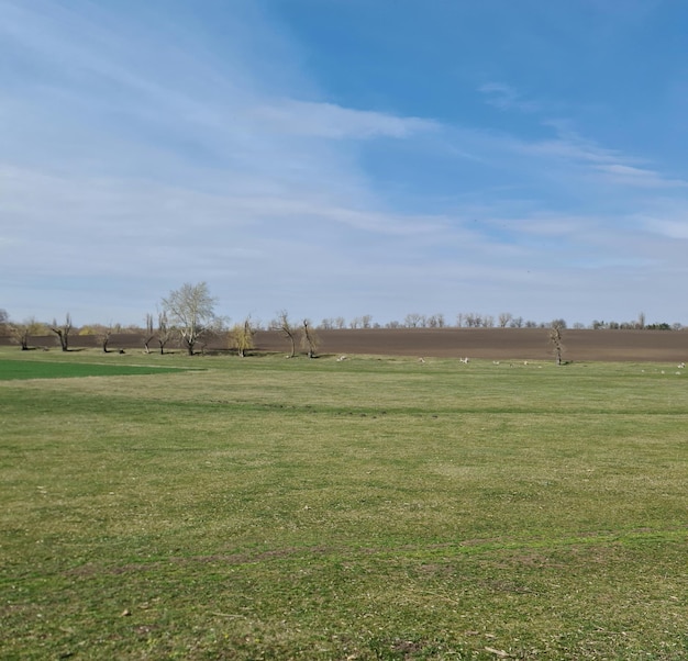 Un campo di erba verde con un cielo blu sullo sfondo