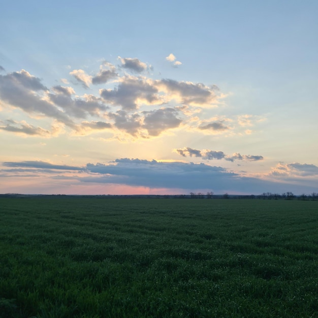 Un campo di erba verde con un tramonto sullo sfondo.