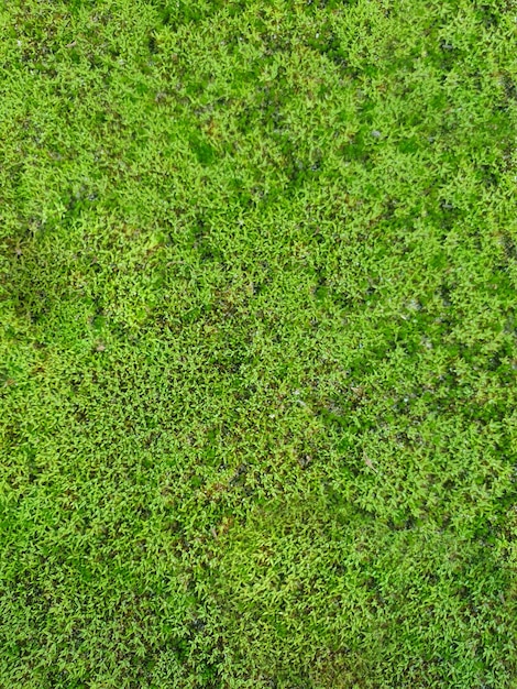 Un campo di erba verde con una piccola quantità di erba