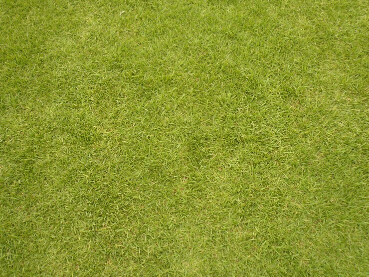 Un campo di erba verde con una striscia bianca nel mezzo.