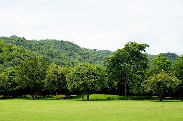 Un campo di erba verde nel giardino con un gruppo di alberi e uno sfondo con vista sulle montagne