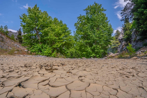 Un campo di fango incrinato, incrinato, incrinato, incrinato, incrinato con alberi sullo sfondo.