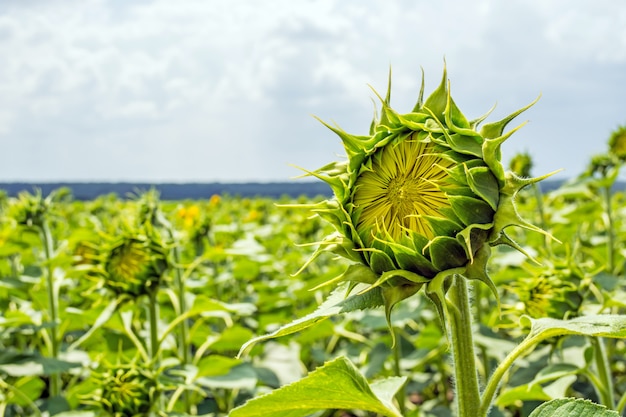 Un campo di file pari di piante di girasole, protetto da parassiti, erbe infestanti e malattie