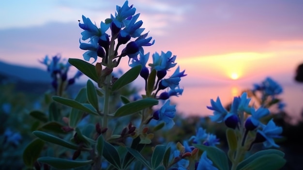 Un campo di fiori blu con il sole che tramonta dietro di esso