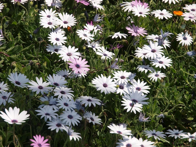 Un campo di fiori con fiori viola e bianchi in primo piano.