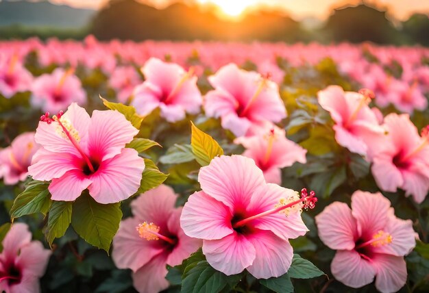 un campo di fiori con il sole che tramonta dietro di loro