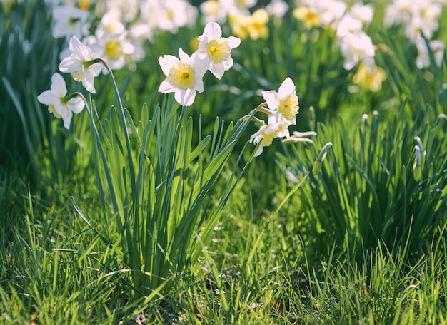 Un campo di fiori con sopra la parola narcisi