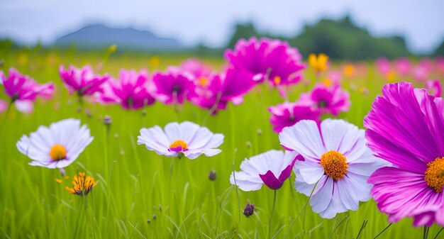 Un campo di fiori con un fiore rosa e bianco al centro