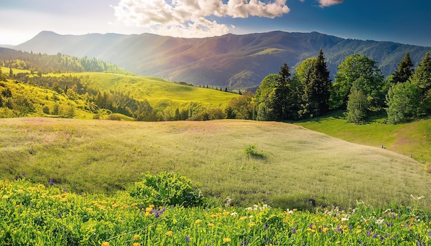 Un campo di fiori davanti a una montagna